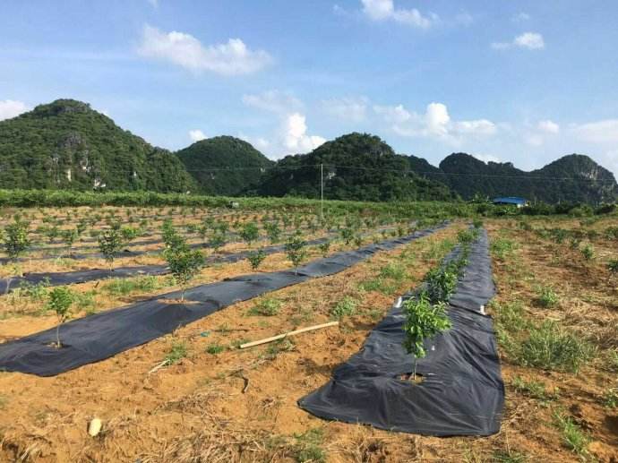 防草布（園藝地布）鋪設(shè)實景之柑橘園
