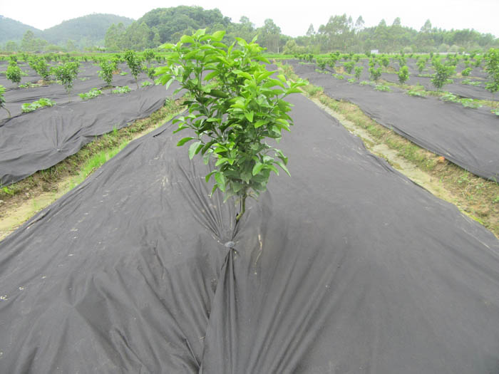 防草布（園藝地布）鋪設(shè)實景