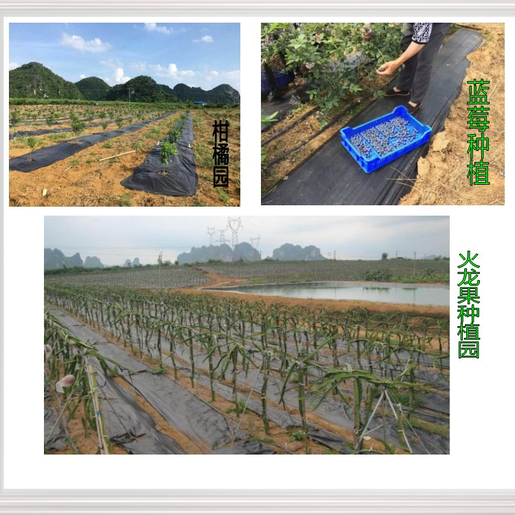 防草布（園藝地布）鋪設(shè)實景--果園篇