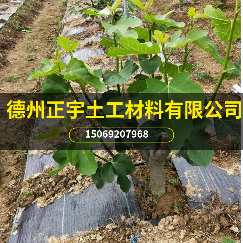無花果防草布